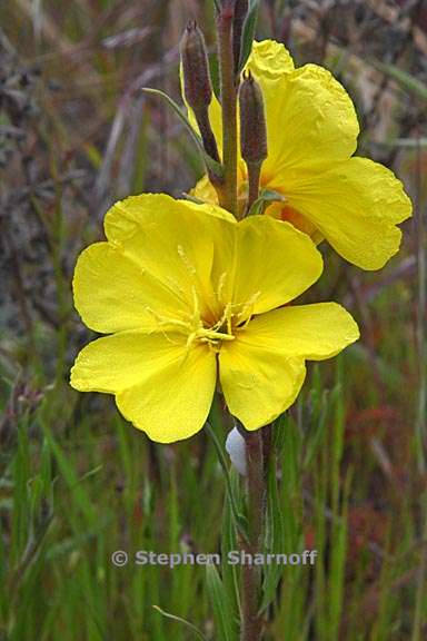 oenothera elata ssp hookeri 10 graphic